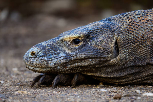 istock Komodo Dragon Head Close-Up 2186422564