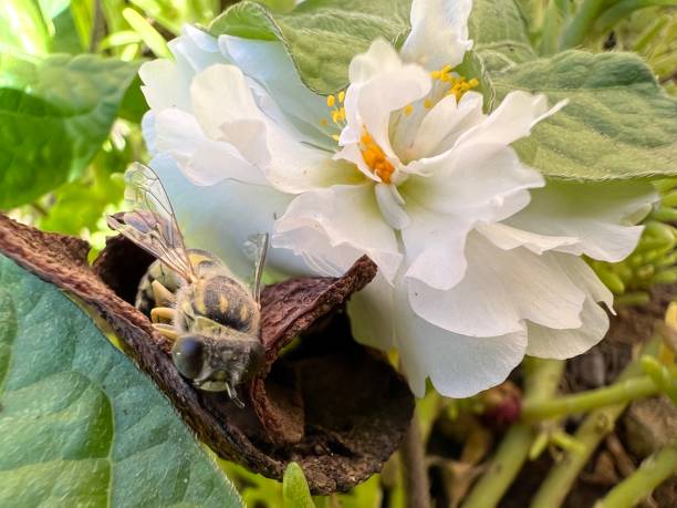 istock Close-Up Of A Bee On A White Flower 2186424312