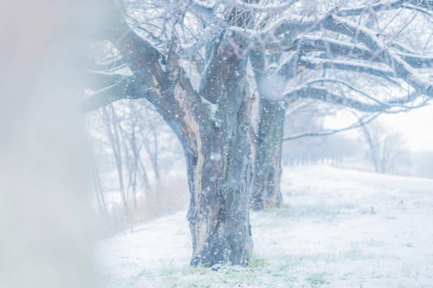 Snow Day in Niigata, Japan