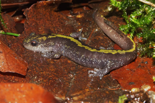 istock Closeup on an adult longtoed mole salmaander, Ambystoma macrodactylum 2186428061