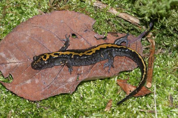 istock Closeup on the Pacific longtoed mole salamander, Ambystoma macrodactylum form Oregon 2186428185