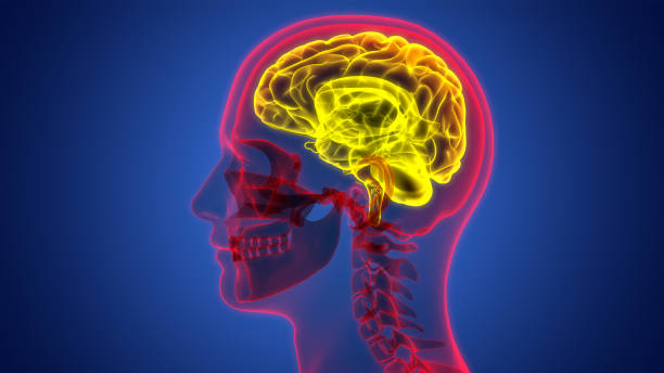 istock Central Organ of Human Nervous System Brain Anatomy 2186430874