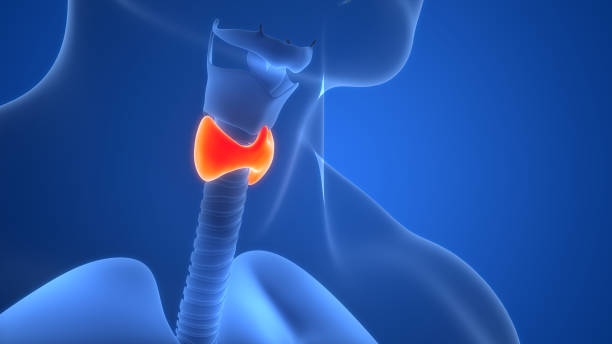 istock Human Body Glands Thyroid Gland Anatomy 2186430878