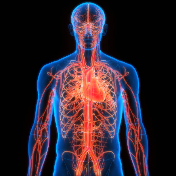 istock Human Circulatory System Heart Anatomy 2186430880
