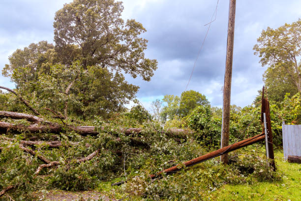 istock Fallen trees cause disruption on rural road after severe hurricane storm 2186432055