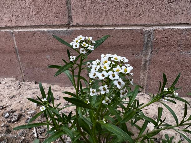 istock white flowers in front of wall 2186432417