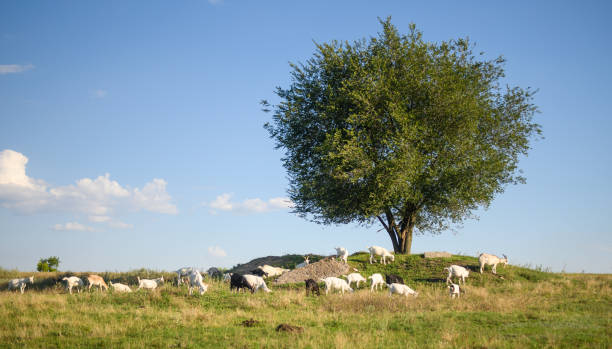 istock a herd of goats graze in the meadow 2186433380