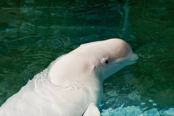 Beluga whale swims underwater at the mouth of Churchill River at Hudson Bay, Manitoba.