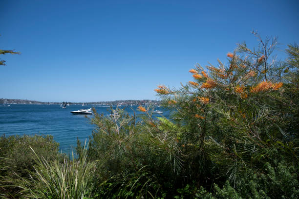 istock Taylors Bay Sydney 2186439093