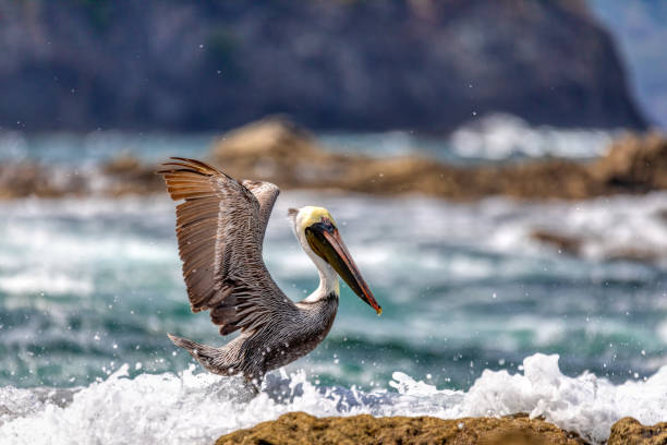 istock Brown pelican (Pelecanus occidentalis) Ocotal Beach, Costa Rica 2186440034