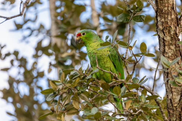 istock Red-lored amazon or red-lored parrot, Curubande, Costa Rica 2186440047