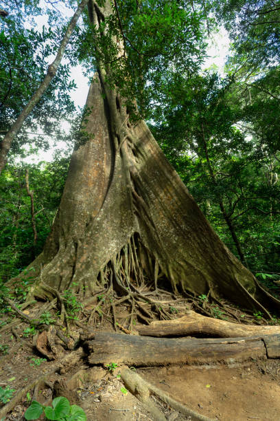 istock Fig Tree roots in Rincon de la Vieja, Province, Costa Rica 2186440302