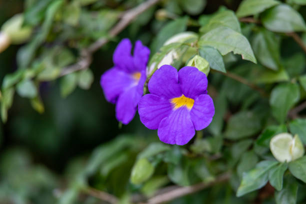 Thunbergia erecta, commonly known as the bush clock vine or king's mantle, is a vibrant, evergreen species of shrub in the family Acanthaceae. Liberia, Costa Rica