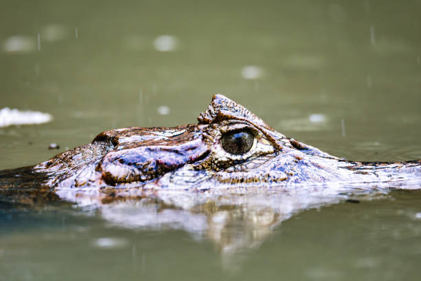 istock Spectacled caiman, Caiman crocodilus Cano Negro, Costa Rica. 2186440323