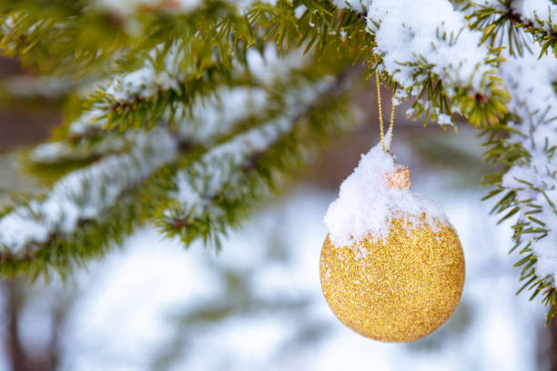 Winter coniferous forest. Snow-covered spruce branch. On the branch hangs a golden Christmas ball, dusted with snow