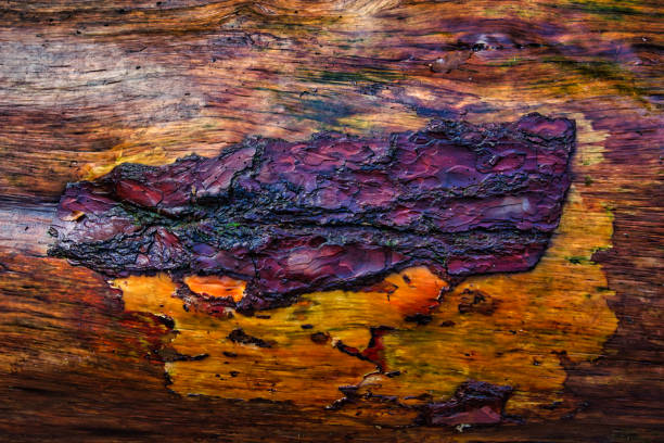 Smooth and rough contrast on tree trunk