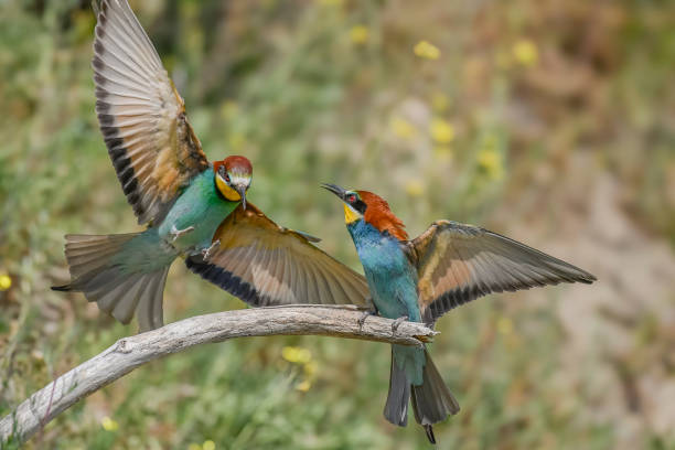 istock European bee-eaters (merops apiaster) in courtship display in spring. 2186448338