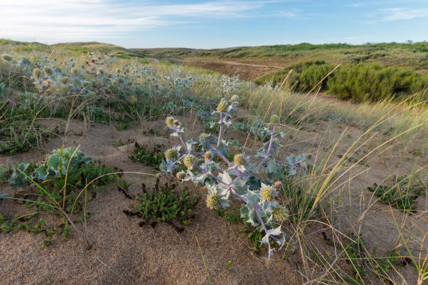 View through vibrant pink wildflowers onto the blue sea surface of Porthminster beach, St. Ives, Cornwall on a sunny June day.