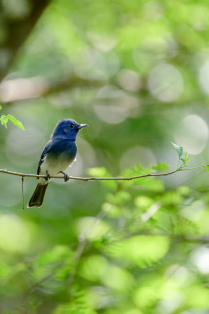 istock Beautiful birds of Srilanka 2186450209
