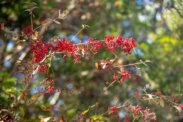 Red Wild berry in Toronto Ontario