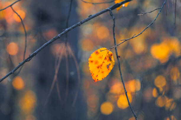 In a vibrant autumn forest, a lone leaf clings to a branch against a warm bokeh backdrop, symbolizing change, beauty, and solitudecapturing the essence of natures transition this season