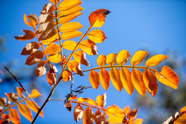 Dried leaves on a light colored background for the backdrop