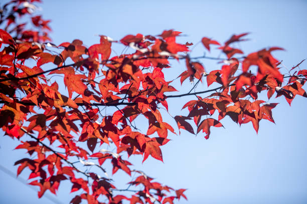 istock Red maple leaves, late autumn in China 2186452536