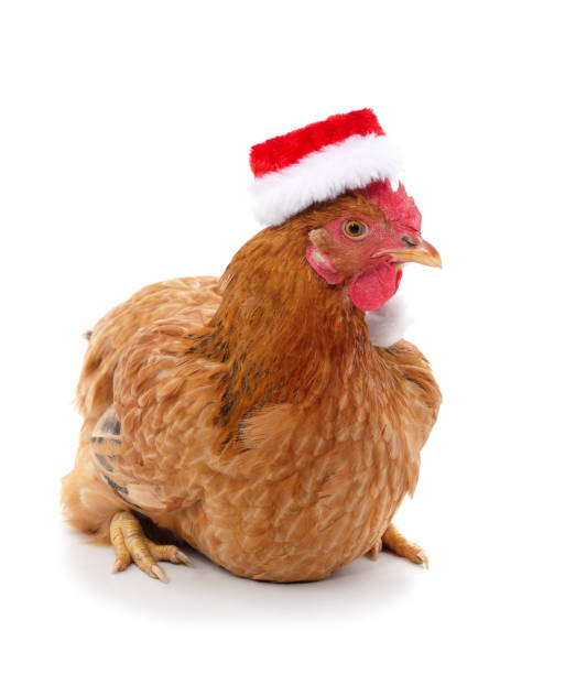 istock Chicken in a christmas hat. 2186453924