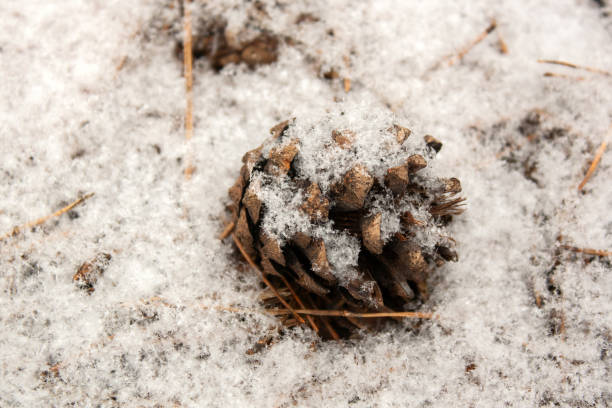 istock a close up of a snow covered branch with a small branch on it 2186454522