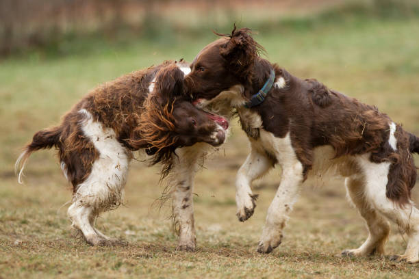 istock Two dogs aggressively playing with each other. 2186456656