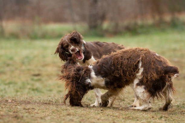 istock Two dogs aggressively playing with each other. 2186456657