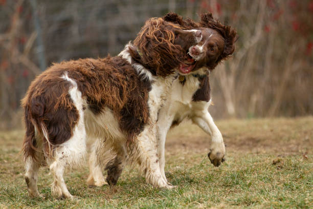 istock Two dogs aggressively playing with each other. 2186456661