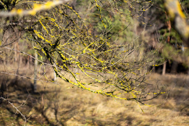 autumn leaves in the forest a tree with a few leaves that have fallen from the tree.