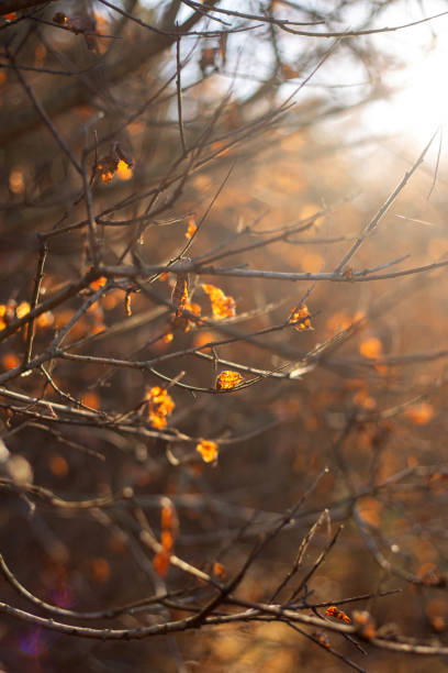 istock autumn leaves in the forest 2186457485