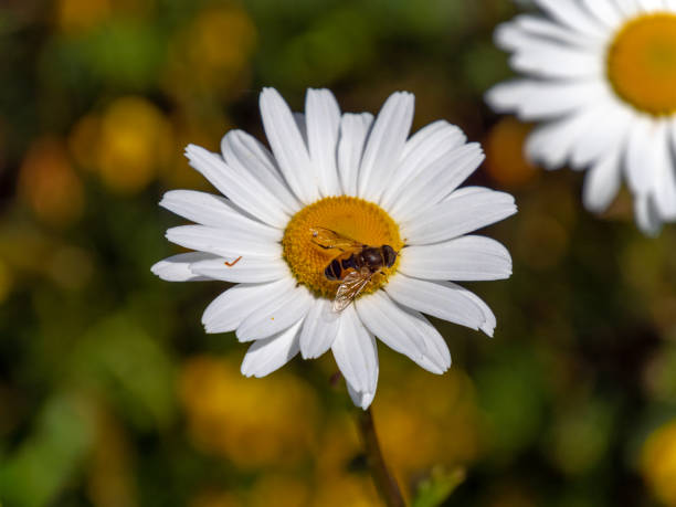 One insect on a daisy flower, a close-up shot. White daisy in bloom