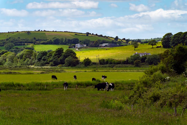 Young dairy cows in a field on a bright summer afternoon in Scotland