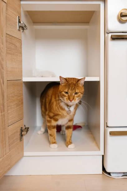 istock Red cat is standing in a kitchen cabinet 2186458573