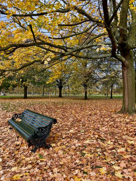 istock Public Park Autumn Scene with fallen leaves and a park bench. 2186459491