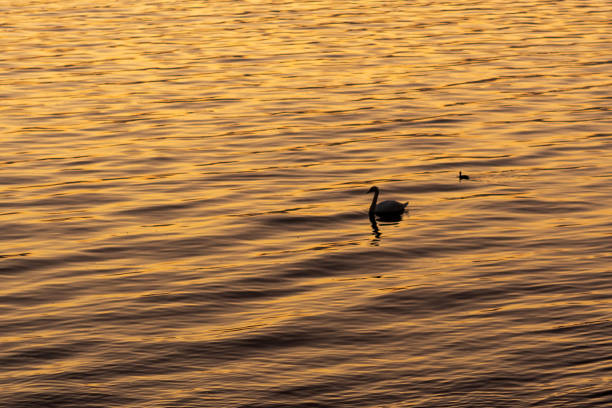swan on the lake winter sunset