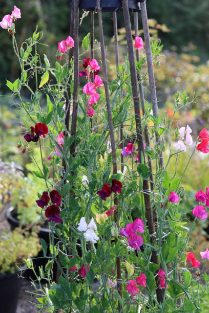 istock Colourful mixed sweet peas in a cottage garden 2186460729