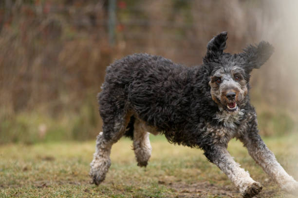A happy senior AussieDoodle running through a grassy field
