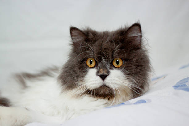 istock Persian cat sitting on white background,isolated 2186461961
