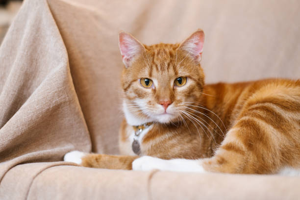 istock Red cat is laying on a couch with a collar around its neck 2186462313