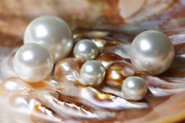 Pearls on rose-leaves