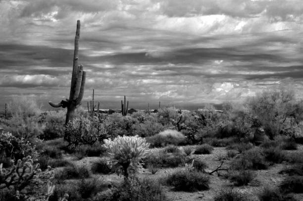 istock Sonora Desert Arizona in Infrared 2186463804
