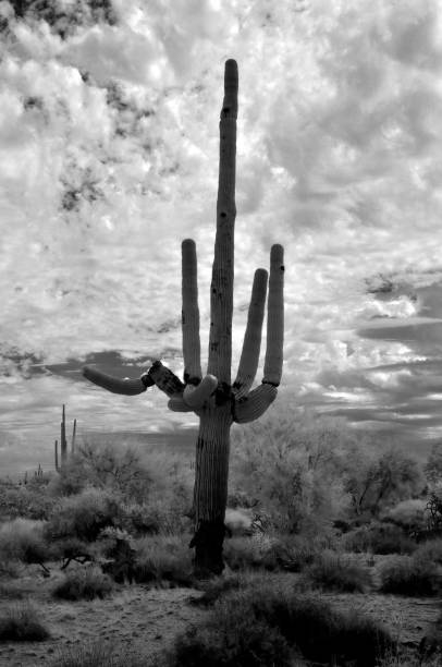 istock Sonora Desert Arizona in Infrared 2186463812