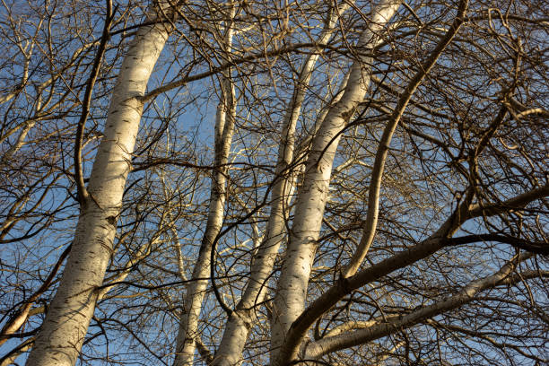 A birch tree seen directly from below, with sunlight in the background