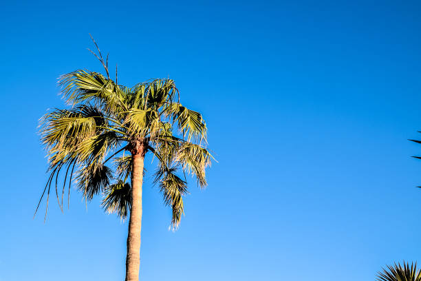 istock Tropical Canarian Green Palm Leaf Background 2186466222