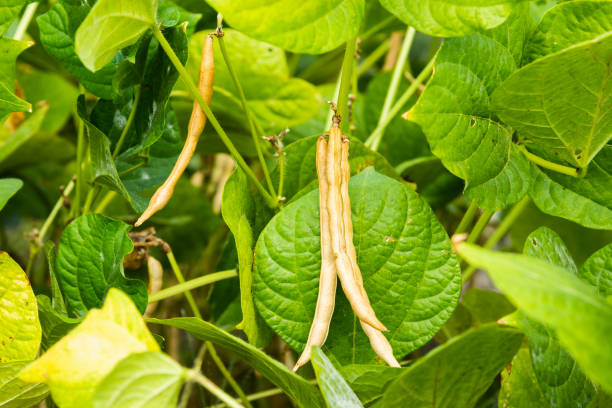 istock Adzuki crop growing in the farmland. 2186466247