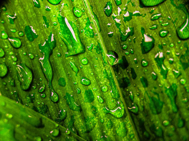 Green aloe vera plant with water drops